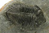 Bargain, Coltraneia Trilobite Fossil - Huge Faceted Eyes #225322-2